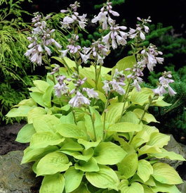 Хоста гибридная «August Moon» (Hosta hybrida «August Moon»)