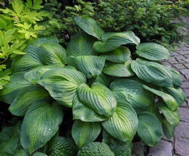 Хоста гибридная «Avocado» (Hosta hybrida «Avocado»)