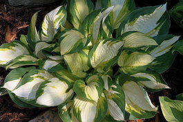 Хоста гибридная «Color Festival» (Hosta hybrida «Color Festival»)