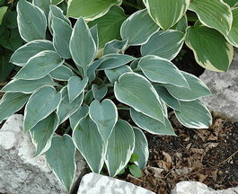 Хоста гибридная «El Nino» (Hosta hybrida «El Nino»)