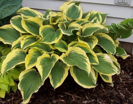 Хоста гибридная «Liberty» (Hosta hybrida «Liberty»)