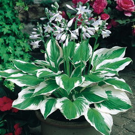 Хоста гибридная «Patriot» (Hosta hybrida «Patriot»)