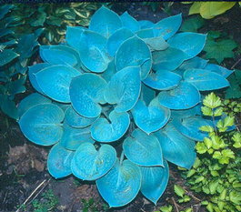 Хоста гибридная «Prairie Sky» (Hosta hybrida «Prairie Sky»)