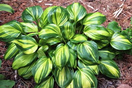 Хоста гибридная «Rainbow's End» (Hosta hybrida «Rainbow's End»)