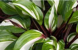 Хоста гибридная «Raspberry Sundae» (Hosta hybrida «Raspberry Sundae»)