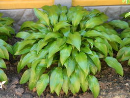 Хоста ланцетолистная (Hosta lancifolia)