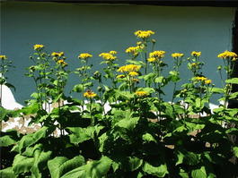Девясил высокий (Inula helenium)
