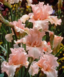 Ирис бородатый «Beverly Sills» (Iris germanica «Beverly Sills»)
