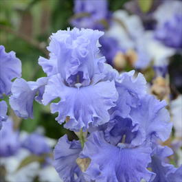 Ирис бородатый «Sea Double» (Iris germanica «Sea Double»)