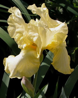 Ирис бородатый «Summer Olympics» (Iris germanica «Summer Olympics»)