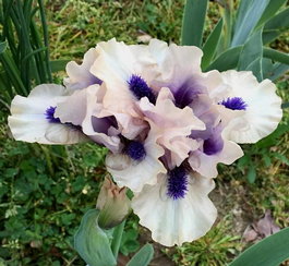 Ирис карликовый «Tickety Boo» (Iris pumila «Tickety Boo»)