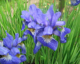 Ирис сибирский (Iris sibirica)