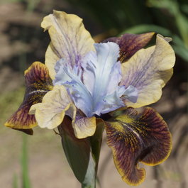 Ирис сибирский «Black Joker» (Iris sibirica «Black Joker»)
