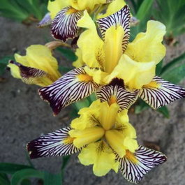 Ирис сибирский «Golden Zebra» (Iris sibirica «Golden Zebra»)