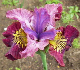 Ирис сибирский «Miss Apple» (Iris sibirica «Miss Apple»)