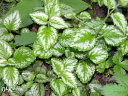 Яснотка желтая (зеленчук) (Lamium luteum)
