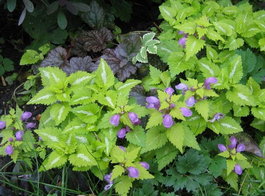 Яснотка пятнистая «Aureum» (Lamium maculatum «Aureum»)