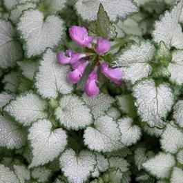 Яснотка пятнистая «Красная Ненси» (Lamium maculatum «Red Nancy»)