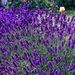 Лаванда узколистная (Lavandula angustifolia)