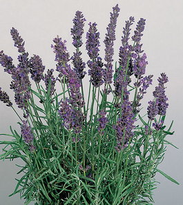 Лаванда узколистная “Блю Стрэйн” (Lavandula angustifolia “Blue Strain”)