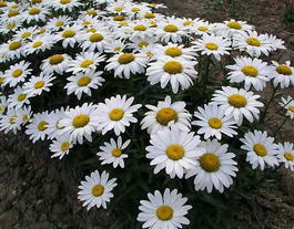 Нивяник наибольший «Серебряная принцесса» (Leucanthemum maximum «Silberprinzess»)