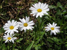Нивяник крупноцветковый «Аляска» (Leucanthemum maximum «Alaska»)