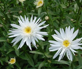 Нивяник великолепный «Christine Hagemann» (Leucanthemum superbum «Christine Hagemann»)