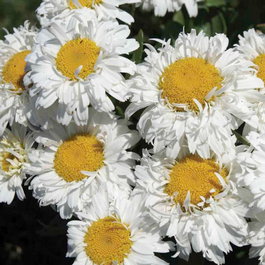 Нивяник великолепный «Freak» (Leucanthemum superbum «Freak»)