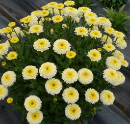 Нивяник великолепный «Luna» (Leucanthemum superbum «Luna»)