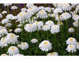 Нивяник великолепный «Stina» (Leucanthemum superbum «Stina»)