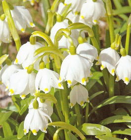Белоцветник весенний (Leucojum vernum)