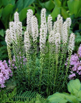 Лиатрис колосковая Альба (Liatris spicata Alba)