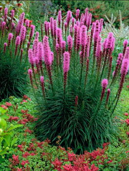 Лиатрис колосковая «Floristan Violet» (Liatris spicata «Floristan Violet»)