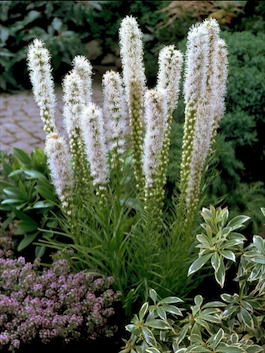 Лиатрис колосковая «Floristan Weiss» (Liatris spicata «Floristan Weiss»)