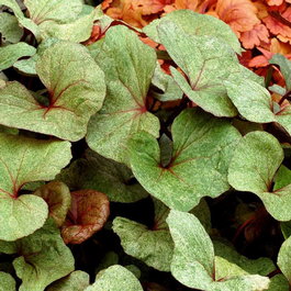 Бузульник зубчатый «Garden Confetti» (Ligularia dentata «Garden Confetti»)