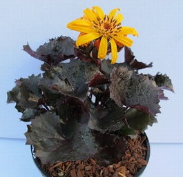 Бузульник зубчатый «Pandora» (Ligularia dentata «Pandora»)