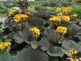 Бузульник зубчатый «Otello» (Ligularia dentata «Otello»)