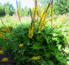 Бузульник Пржевальского (Ligularia przewalskii)
