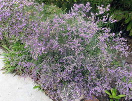 Кермек широколистный (Limonium platyphyllum)