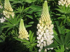 Люпин многолетний «Аристократ» (Lupinus polyphyllus «Aristocrat»)