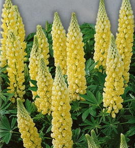 Люпин многолистный «Подсвечник» (Lupinus polyphyllus «Candlestick»)