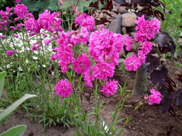 Лихнис вискария (смолка) «Plena» (Lychnis viscaria «Plena»)