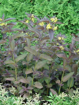 Вербейник реснитчатый пурпурный (Lysimachia ciliata «Firecracker»)