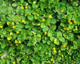 Вербейник монетчатый (Lysimachia nummularia)