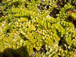 Вербейник монетчатый «Aurea» (Lysimachia nummularia «Aurea»)