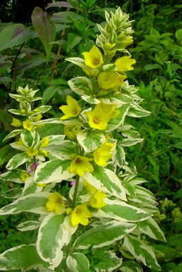 Вербейник точечный «Александр» (Lysimachia punctata «Alexander»)