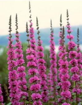Дербенник иволистный «Розовый жемчуг» (Lythrum salicaria «Rosy gem»)