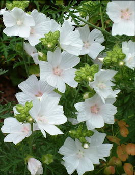 Мальва мускусная «Alba» (Malva moschata «Alba»)