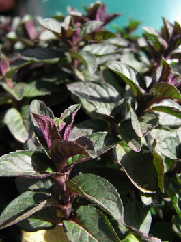 Мята перечная «Шоколад» (Mentha piperita «Chocolate»)