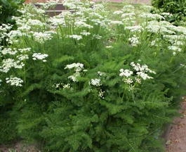 Меум атамантовый (Meum athamanticum)
